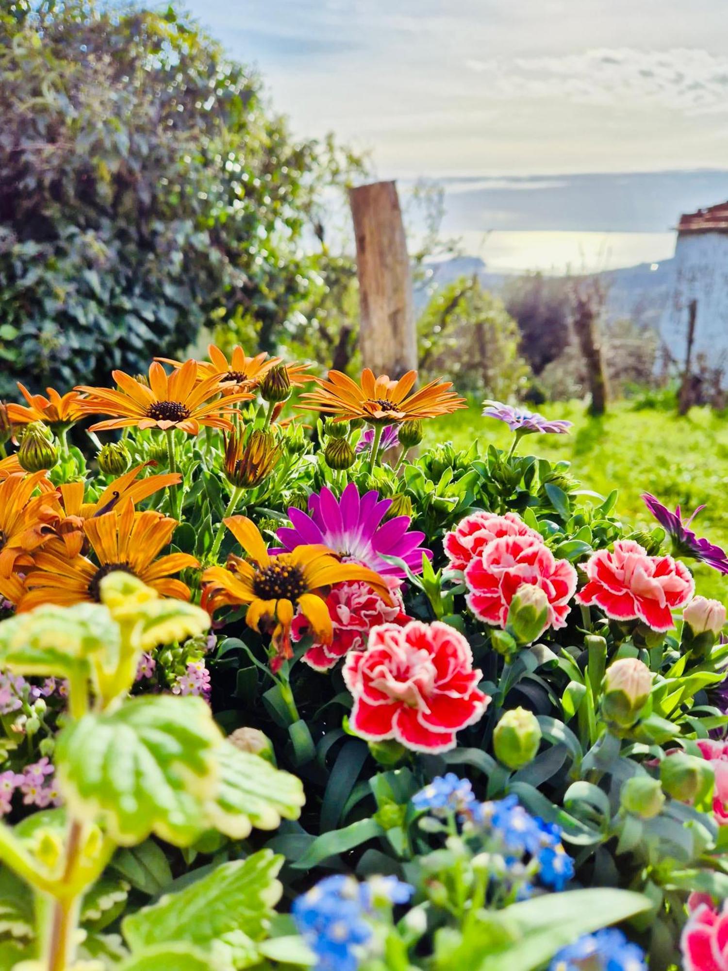 La Collina Sul Mare - Casa Vacanze Sestri Levante Bagian luar foto